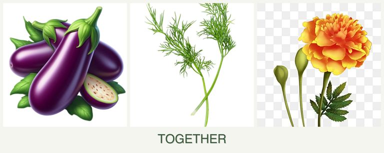 Can you plant eggplant, dill and marigolds together?