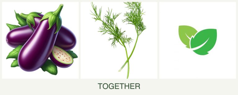 Can you plant eggplant, dill and mint together?