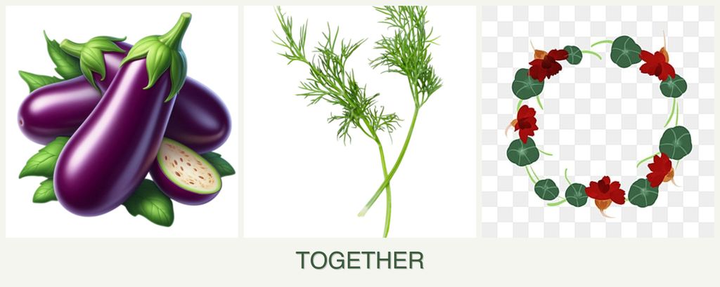 Can you plant eggplant, dill and nasturtiums together?