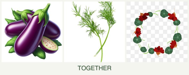Can you plant eggplant, dill and nasturtiums together?