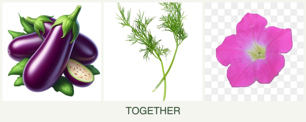 Can you plant eggplant, dill and petunias together?