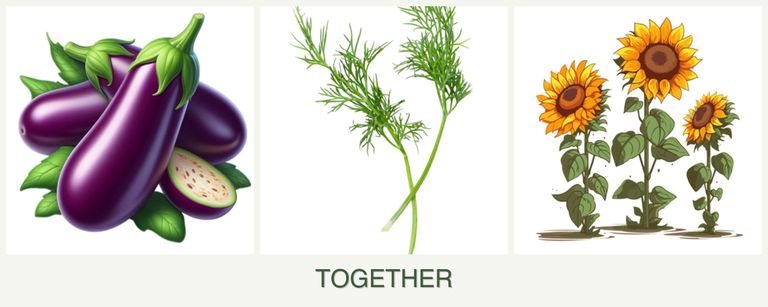 Can you plant eggplant, dill and sunflowers together?