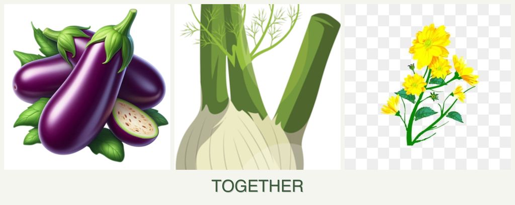 Can you plant eggplant, fennel and calendula together?