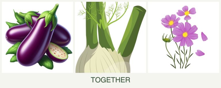 Can you plant eggplant, fennel and cosmos together?