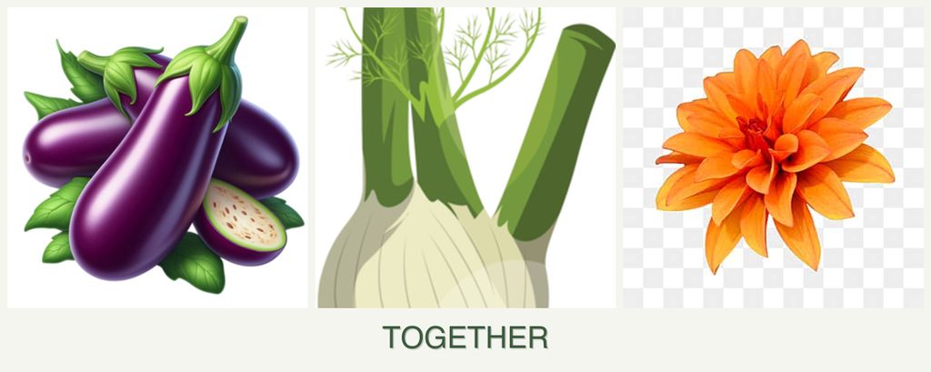 Can you plant eggplant, fennel and dahlias together?