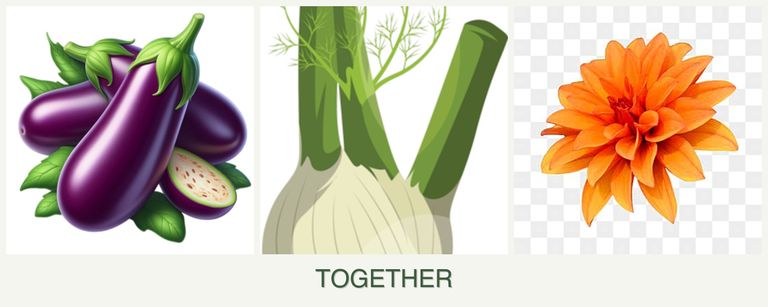 Can you plant eggplant, fennel and dahlias together?