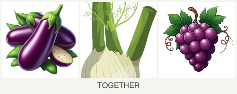 Can you plant eggplant, fennel and grapes together?