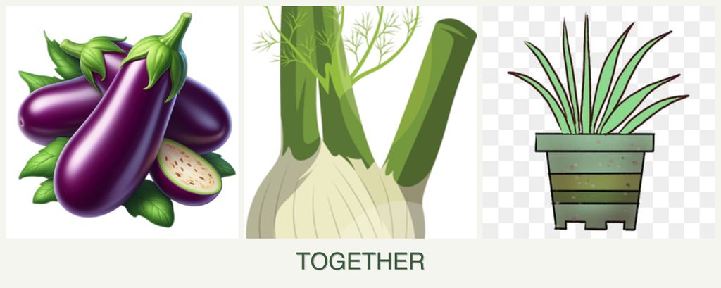 Can you plant eggplant, fennel and lemongrass together?