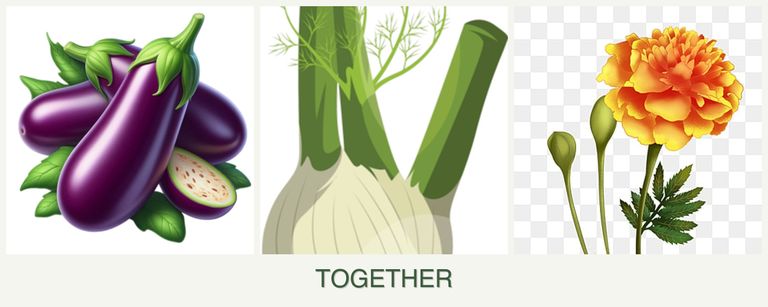 Can you plant eggplant, fennel and marigolds together?