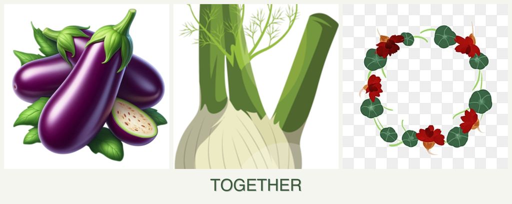 Can you plant eggplant, fennel and nasturtiums together?