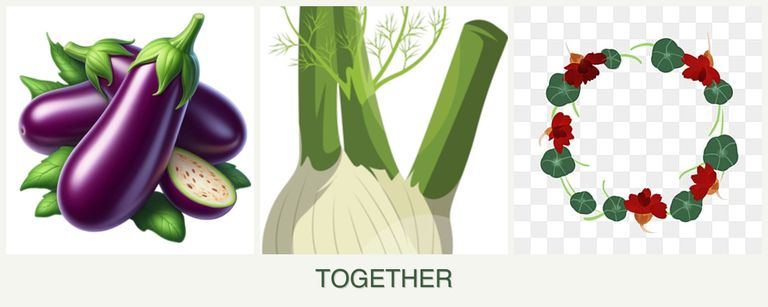 Can you plant eggplant, fennel and nasturtiums together?