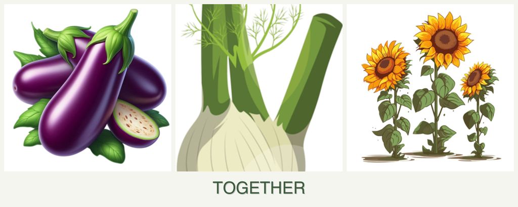 Can you plant eggplant, fennel and sunflowers together?