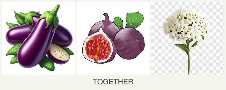 Can you plant eggplant, figs and alyssum together?
