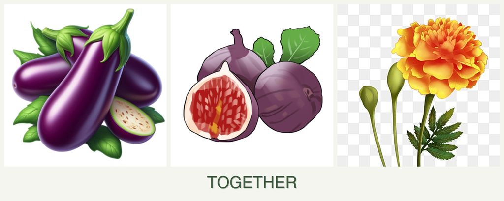 Can you plant eggplant, figs and marigolds together?