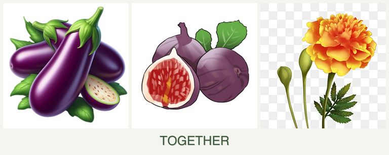 Can you plant eggplant, figs and marigolds together?
