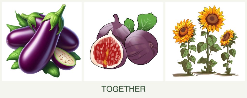 Can you plant eggplant, figs and sunflowers together?