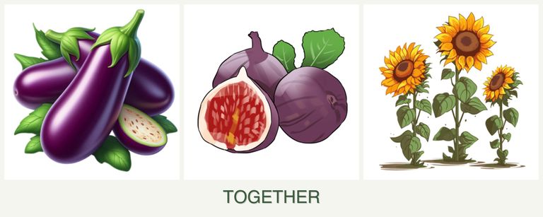 Can you plant eggplant, figs and sunflowers together?