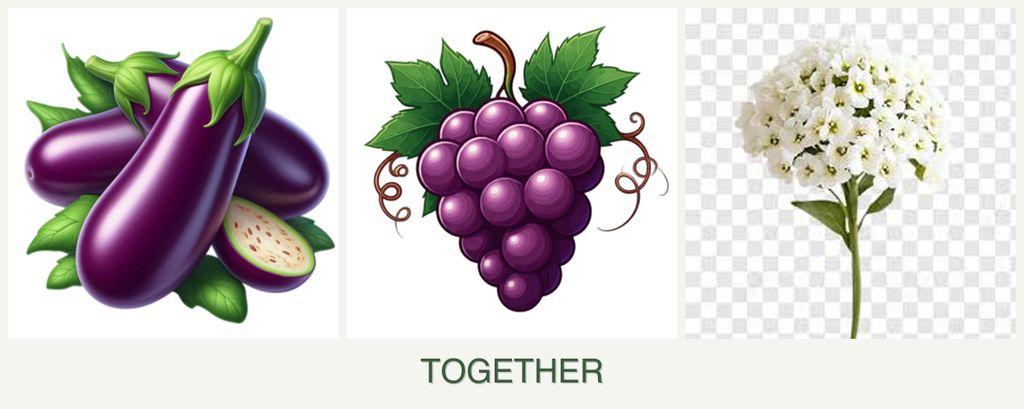Can you plant eggplant, grapes and alyssum together?