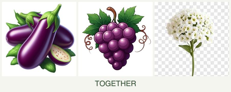Can you plant eggplant, grapes and alyssum together?