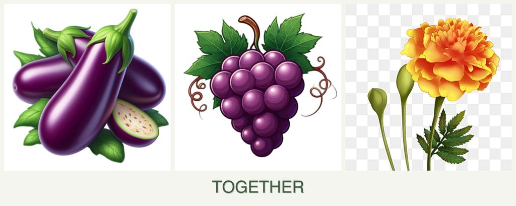 Can you plant eggplant, grapes and marigolds together?