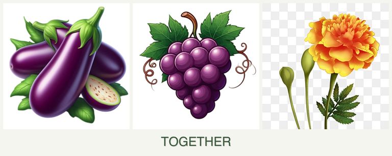 Can you plant eggplant, grapes and marigolds together?