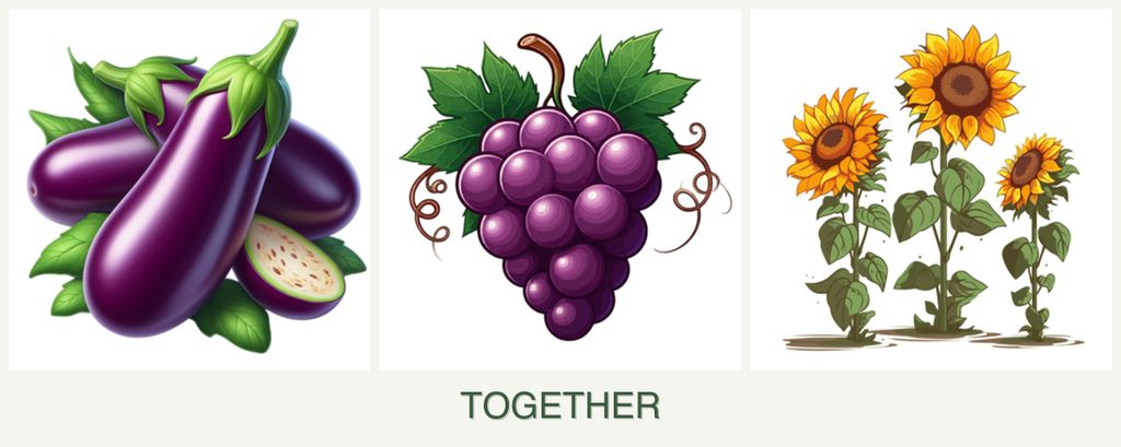 Can you plant eggplant, grapes and sunflowers together?