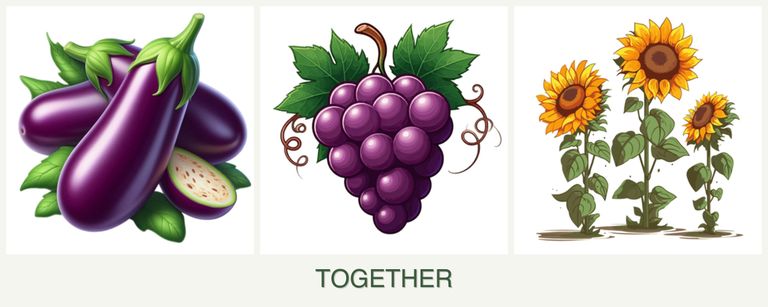Can you plant eggplant, grapes and sunflowers together?