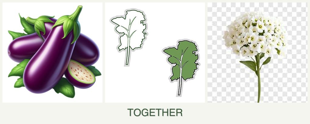Can you plant eggplant, kale and alyssum together?