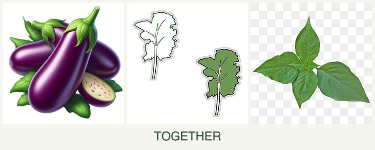 Can you plant eggplant, kale and basil together?
