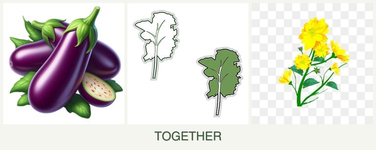 Can you plant eggplant, kale and calendula together?