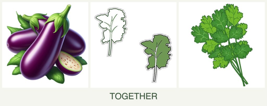 Can you plant eggplant, kale and cilantro together?