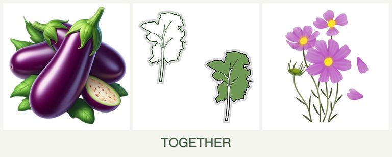 Can you plant eggplant, kale and cosmos together?