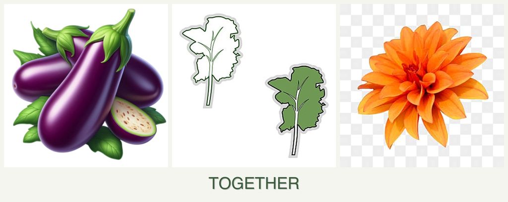 Can you plant eggplant, kale and dahlias together?
