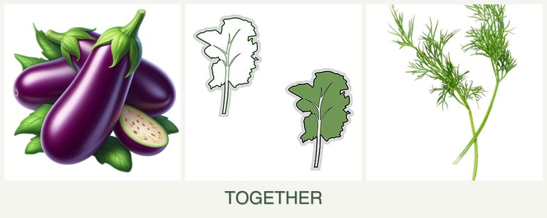 Can you plant eggplant, kale and dill together?