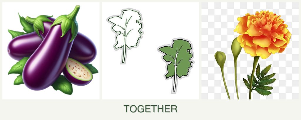 Can you plant eggplant, kale and marigolds together?