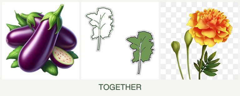 Can you plant eggplant, kale and marigolds together?