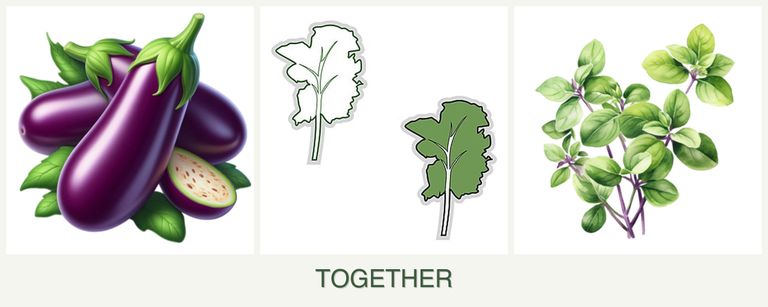 Can you plant eggplant, kale and oregano together?