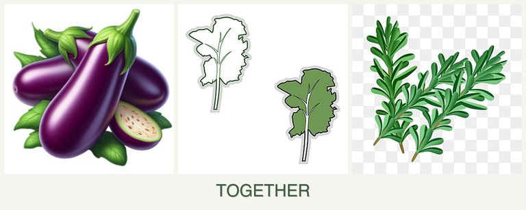 Can you plant eggplant, kale and rosemary together?