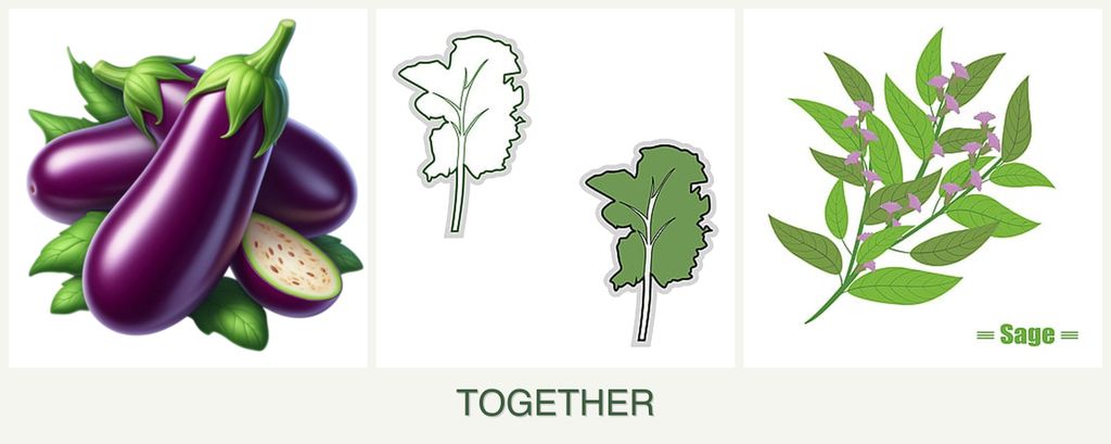 Can you plant eggplant, kale and sage together?