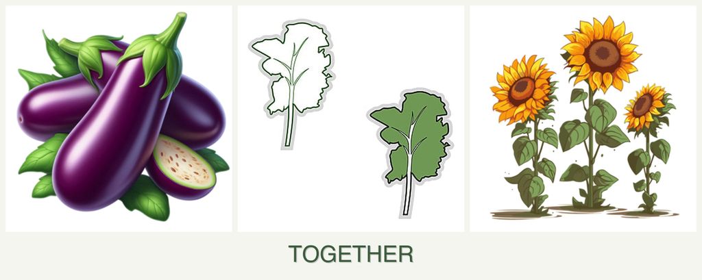 Can you plant eggplant, kale and sunflowers together?
