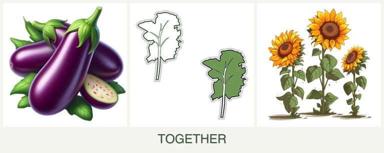 Can you plant eggplant, kale and sunflowers together?