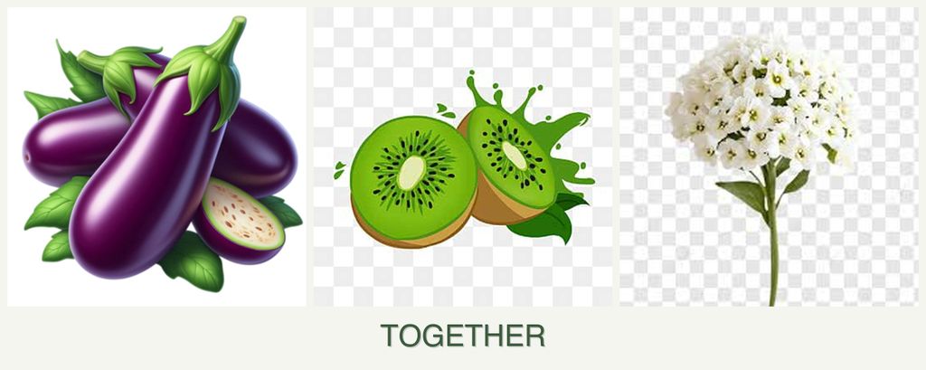 Can you plant eggplant, kiwi and alyssum together?