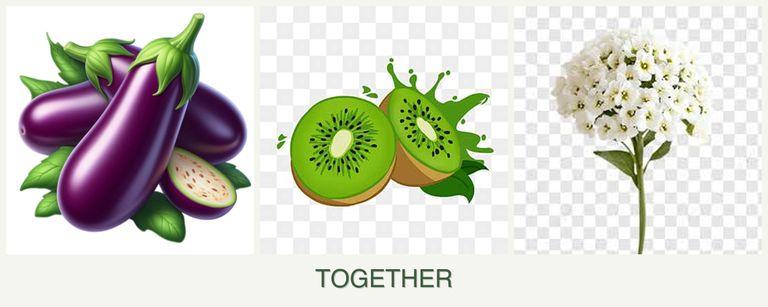 Can you plant eggplant, kiwi and alyssum together?