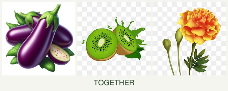 Can you plant eggplant, kiwi and marigolds together?