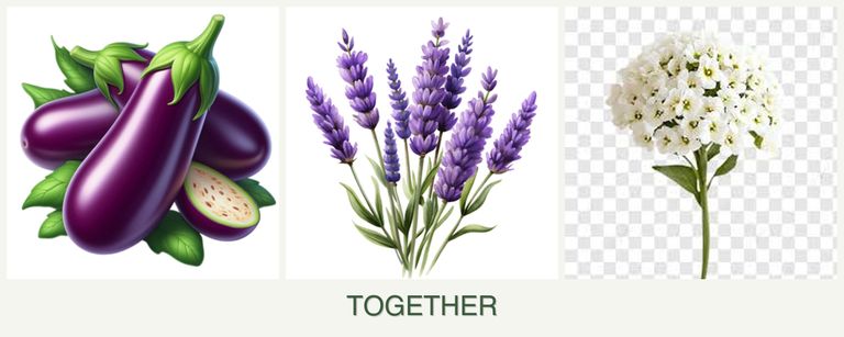 Can you plant eggplant, lavender and alyssum together?