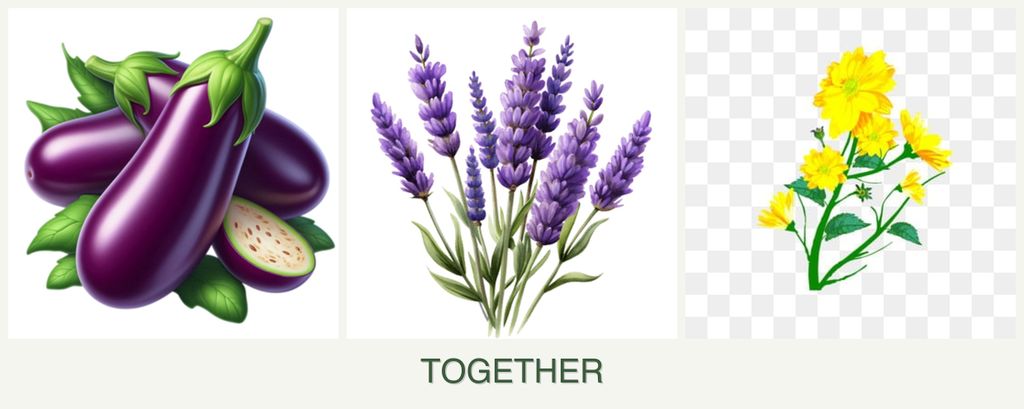 Can you plant eggplant, lavender and calendula together?
