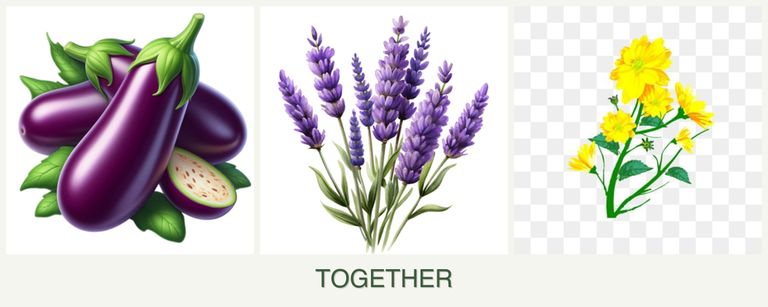 Can you plant eggplant, lavender and calendula together?