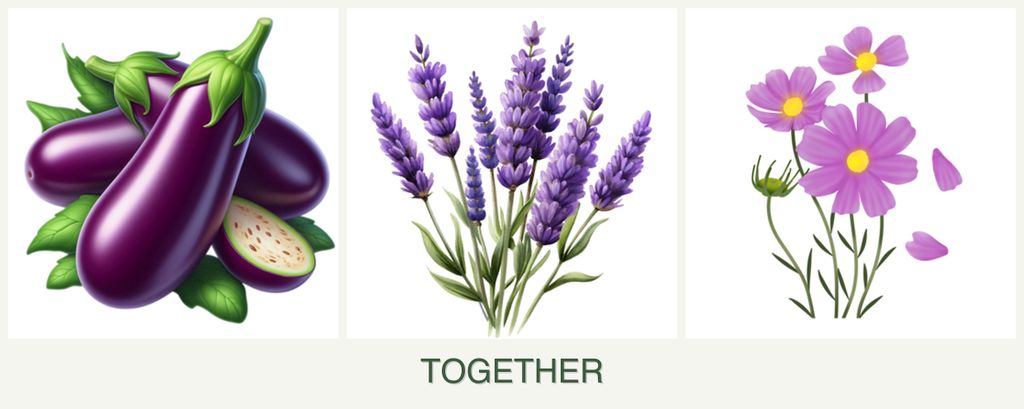 Can you plant eggplant, lavender and cosmos together?