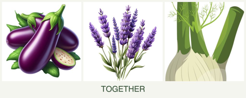 Can you plant eggplant, lavender and fennel together?