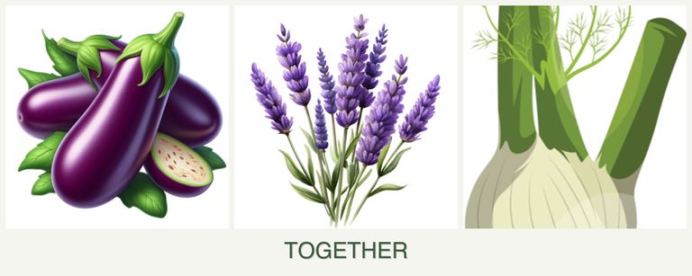 Can you plant eggplant, lavender and fennel together?
